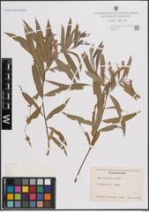 Foto von Salix fluviatilis Nutt.